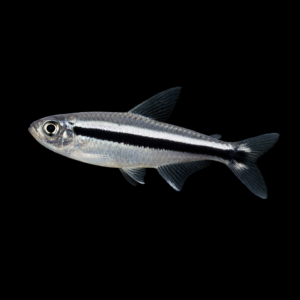 Thayeria boehlkei – Tetra Pinguino pesce acquario dolce | Marin Life