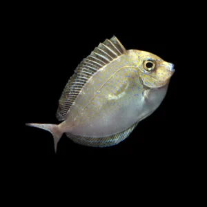 Naso vlamingii S – Pesce unicorno Vlamingi | Marin Life