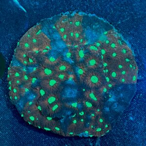 Favia sp. War Coral WYSIWYG-1 | Marin Life