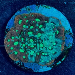 Favia sp. War Coral WYSIWYG-2 | Marin Life