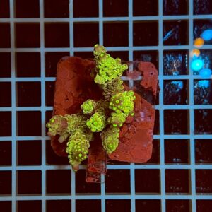 Acropora spp. WYSIWYG1A – Mini Colonia SPS