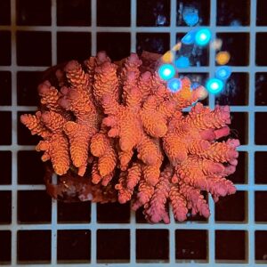Acropora spp. WYSIWYG1B – Mini Colonia SPS