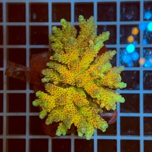 Acropora spp. WYSIWYG1C – Mini Colonia SPS