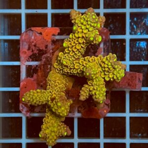 Acropora spp. WYSIWYG1D – Mini Colonia SPS