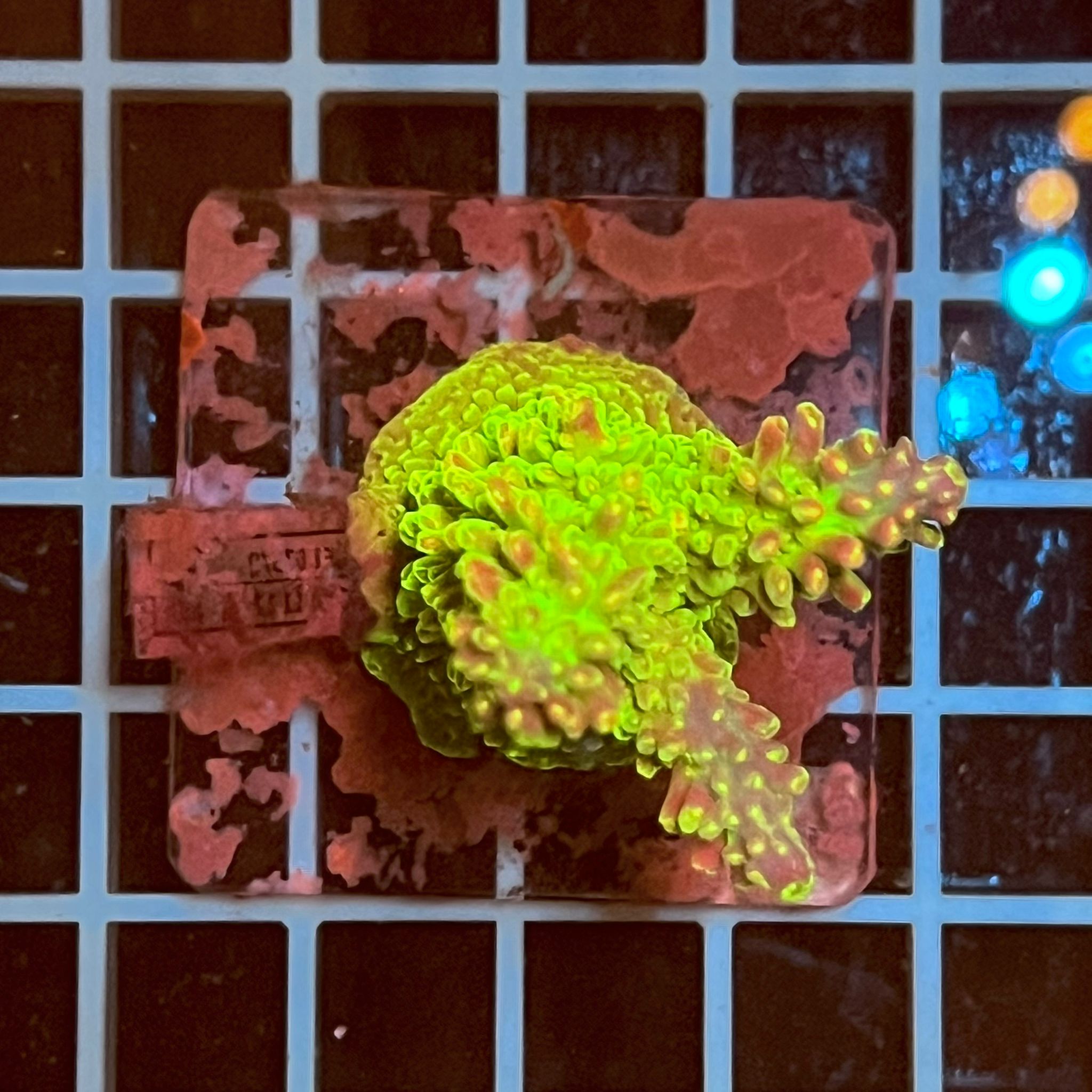 Acropora spp. WYSIWYG2A – Mini Colonia SPS