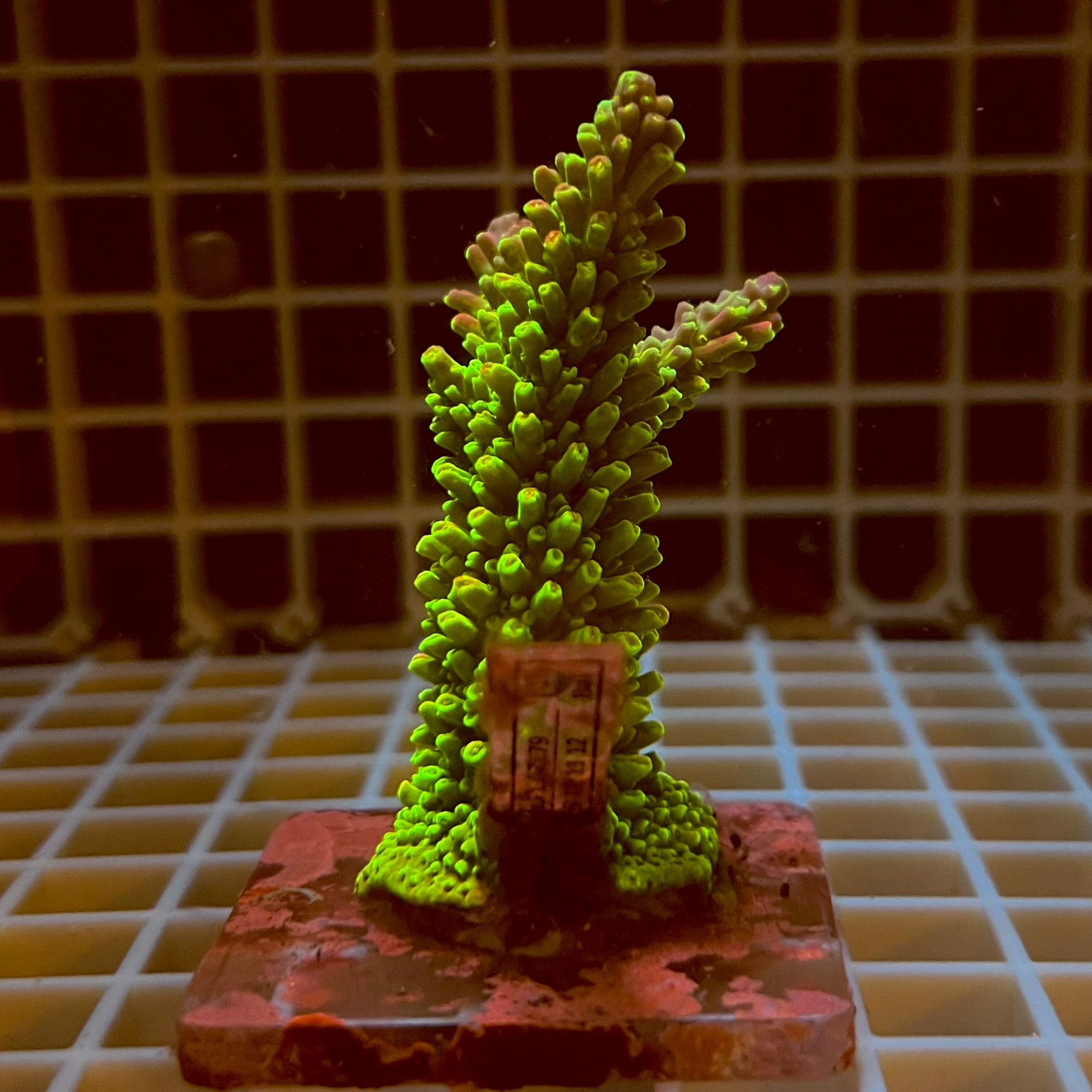 Acropora spp. WYSIWYG2A – Mini Colonia SPS - immagine 2