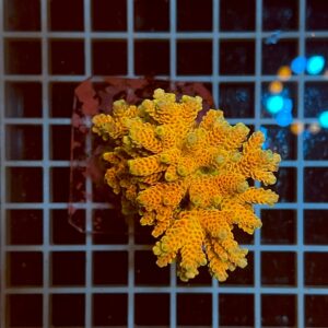 Acropora spp. WYSIWYG2B – Mini Colonia SPS