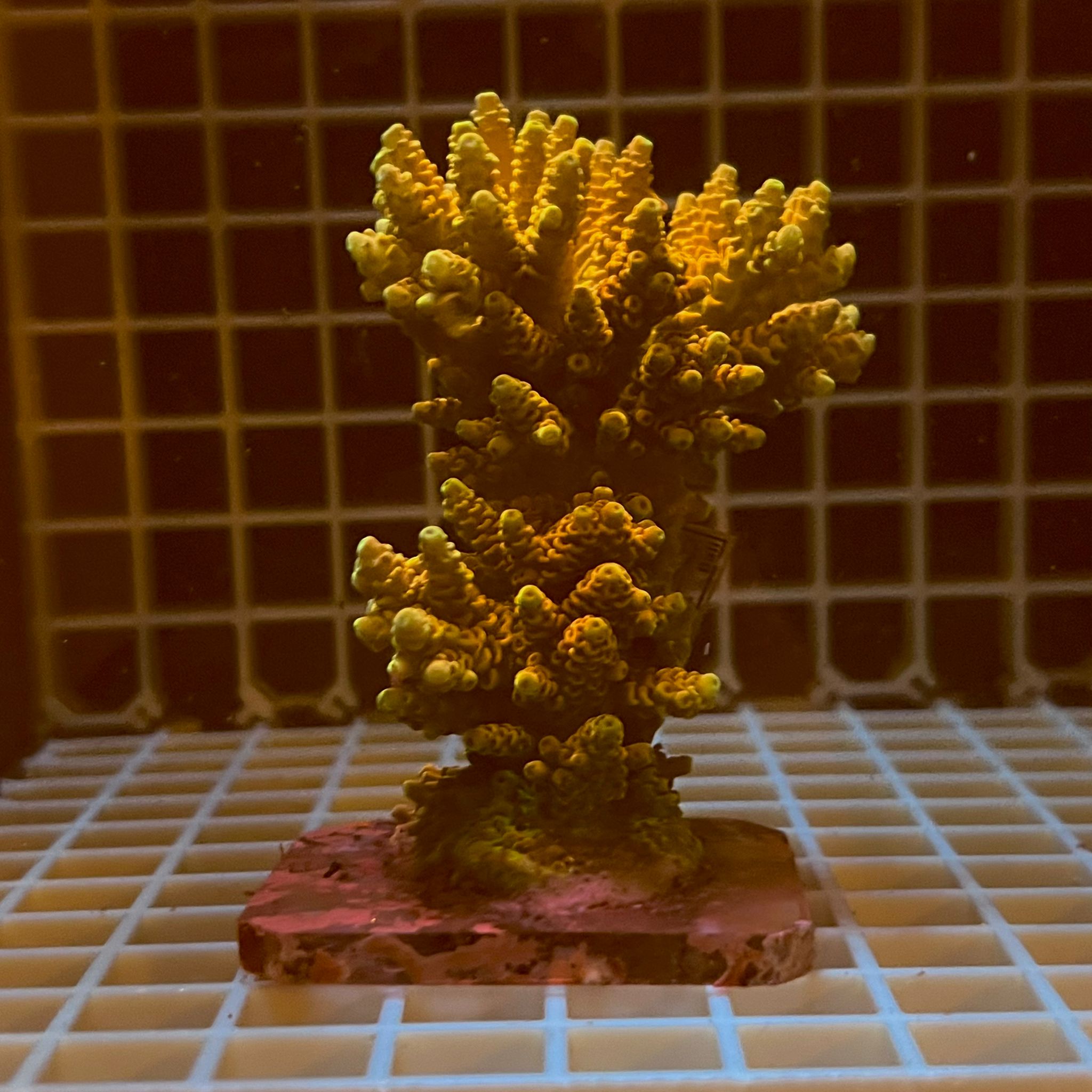 Acropora spp. WYSIWYG2B – Mini Colonia SPS - immagine 2