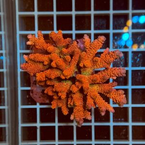 Acropora spp. WYSIWYG2C – Mini Colonia SPS