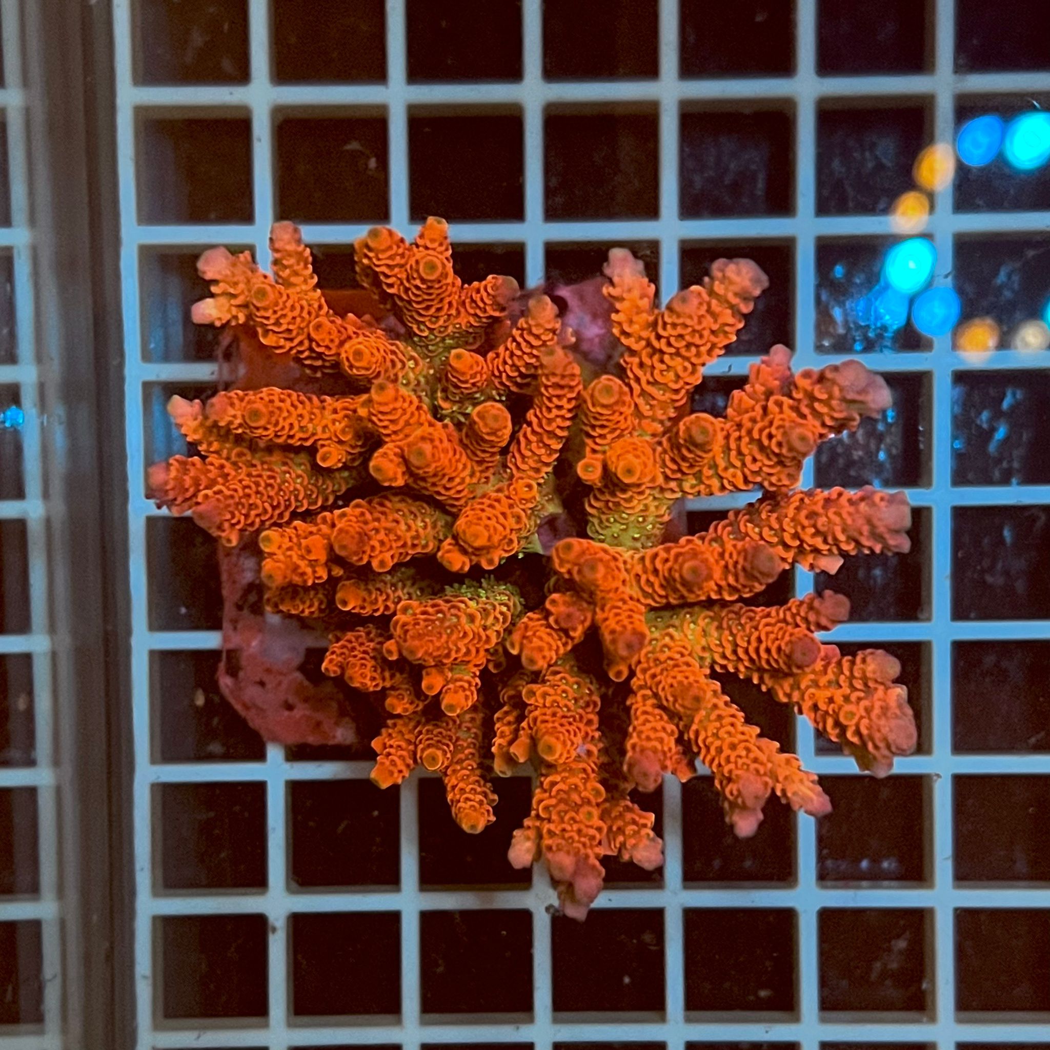 Acropora spp. WYSIWYG2C – Mini Colonia SPS