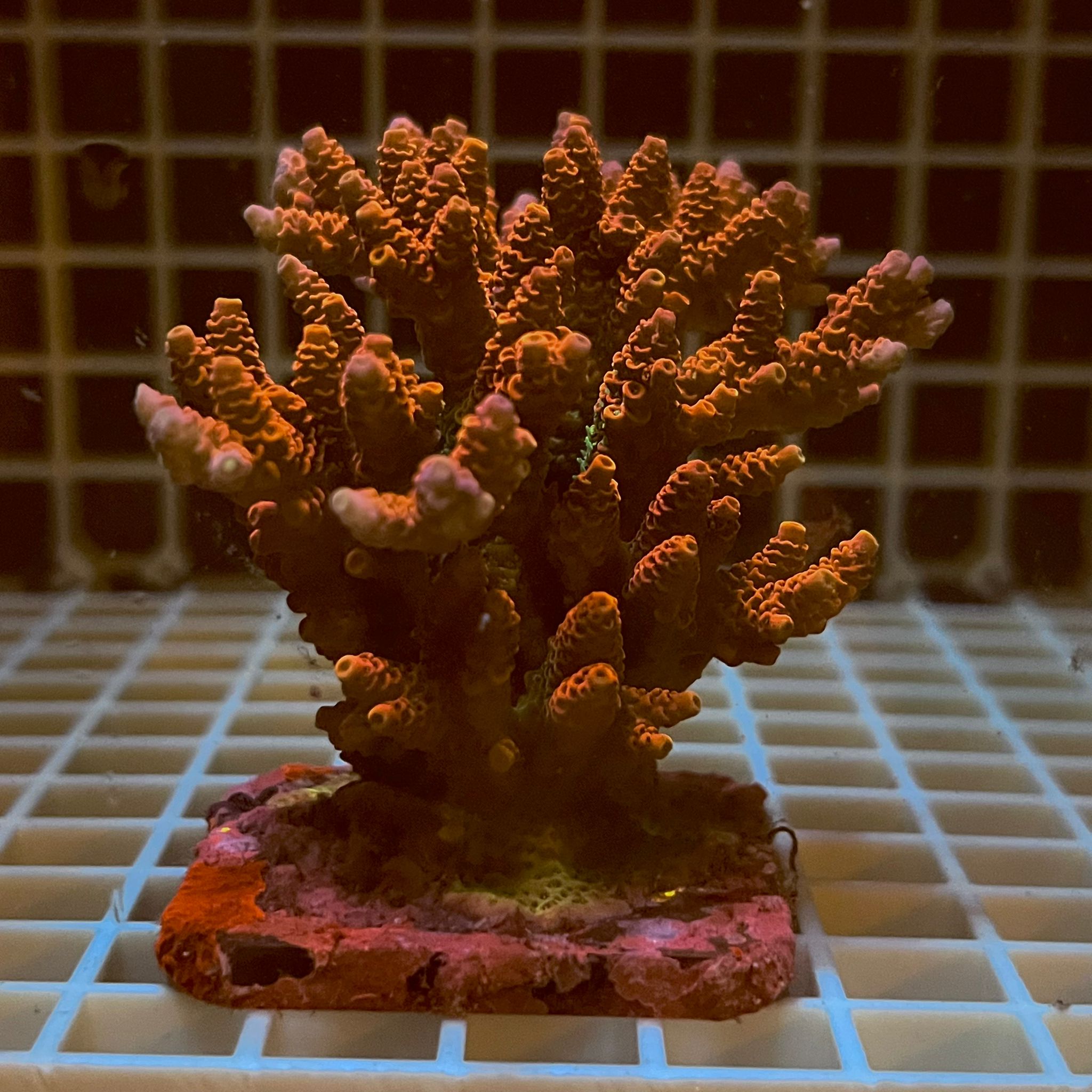 Acropora spp. WYSIWYG2C – Mini Colonia SPS - immagine 2