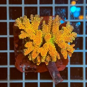 Acropora spp. WYSIWYG2D – Mini Colonia SPS