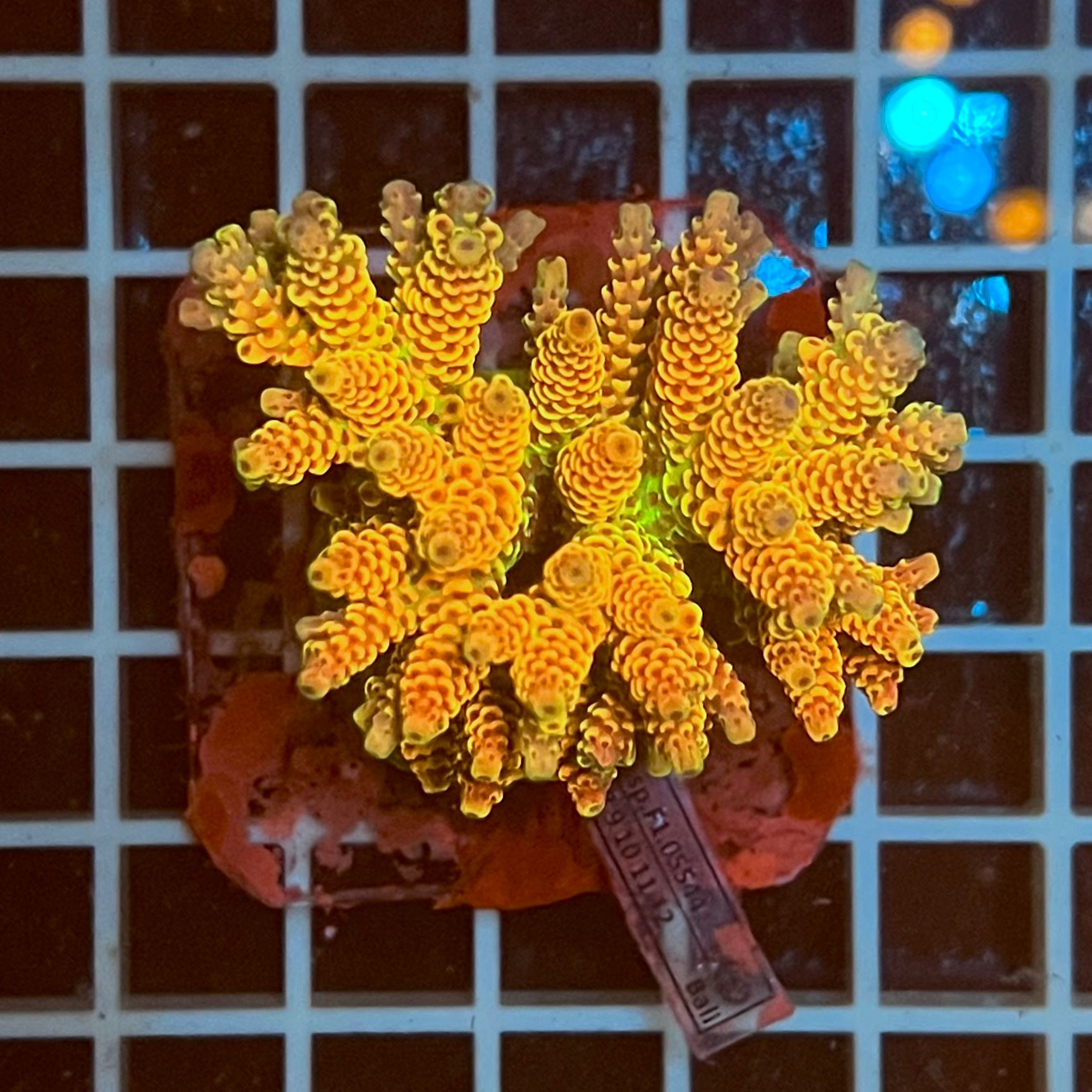 Acropora spp. WYSIWYG2D – Mini Colonia SPS