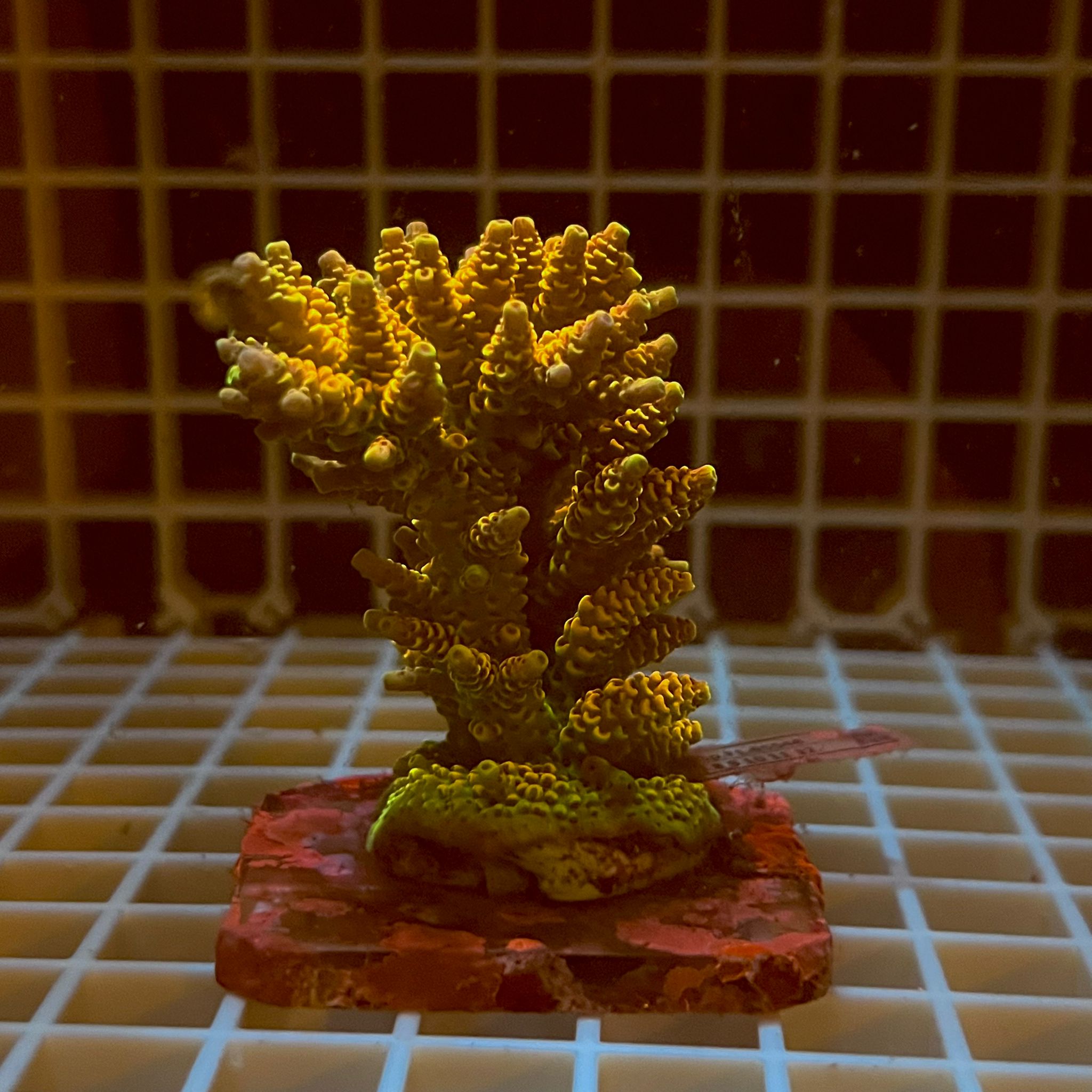 Acropora spp. WYSIWYG2D – Mini Colonia SPS - immagine 2