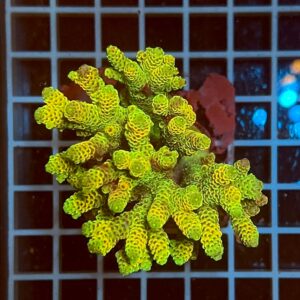 Acropora spp. WYSIWYG3A – Mini Colonia SPS