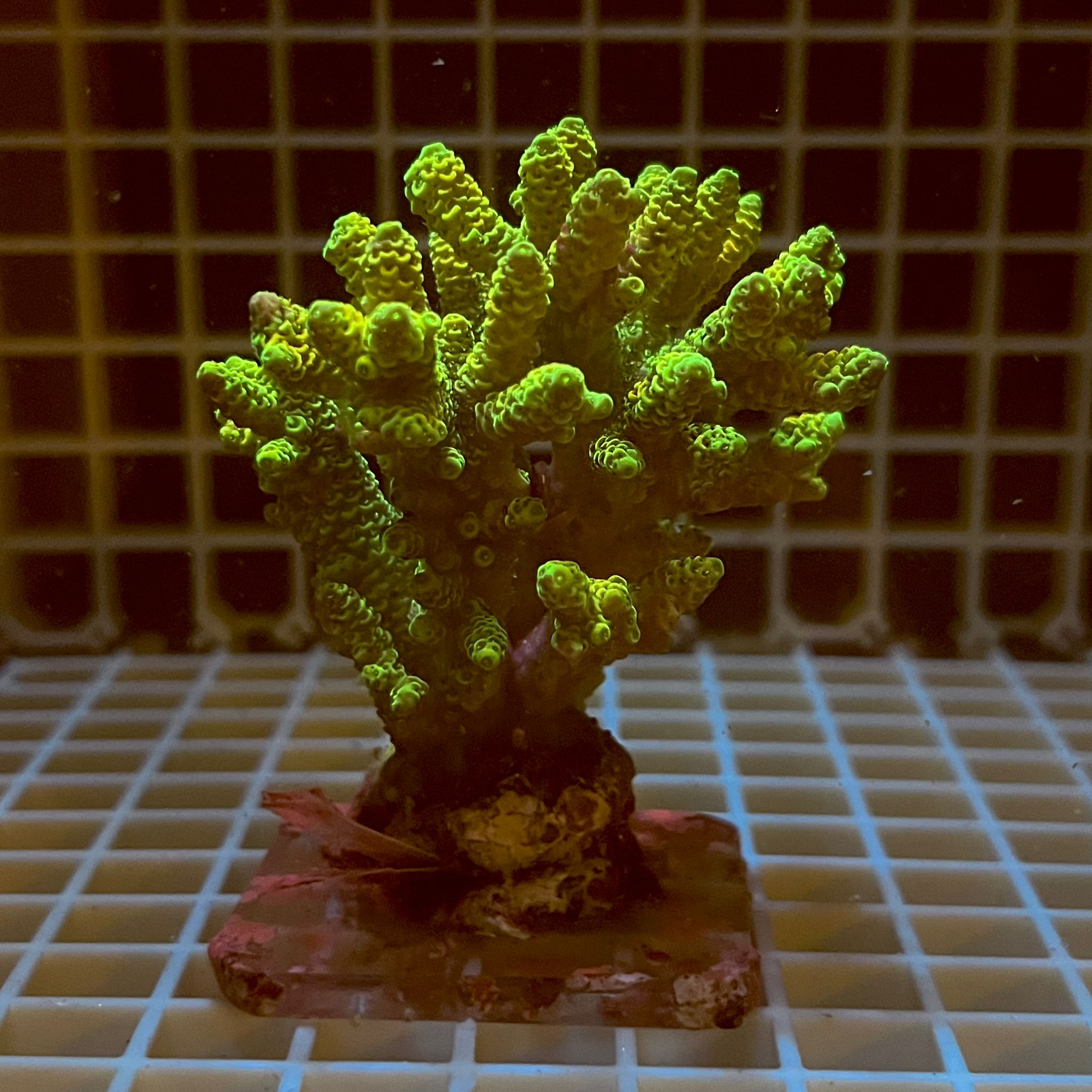 Acropora spp. WYSIWYG3A – Mini Colonia SPS - immagine 2
