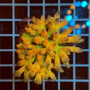 Acropora spp. WYSIWYG3B – Mini Colonia SPS