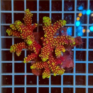 Acropora spp. WYSIWYG3C – Mini Colonia SPS