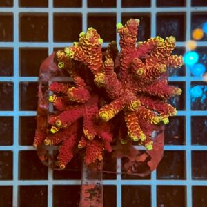 Acropora spp. WYSIWYG3D – Mini Colonia SPS