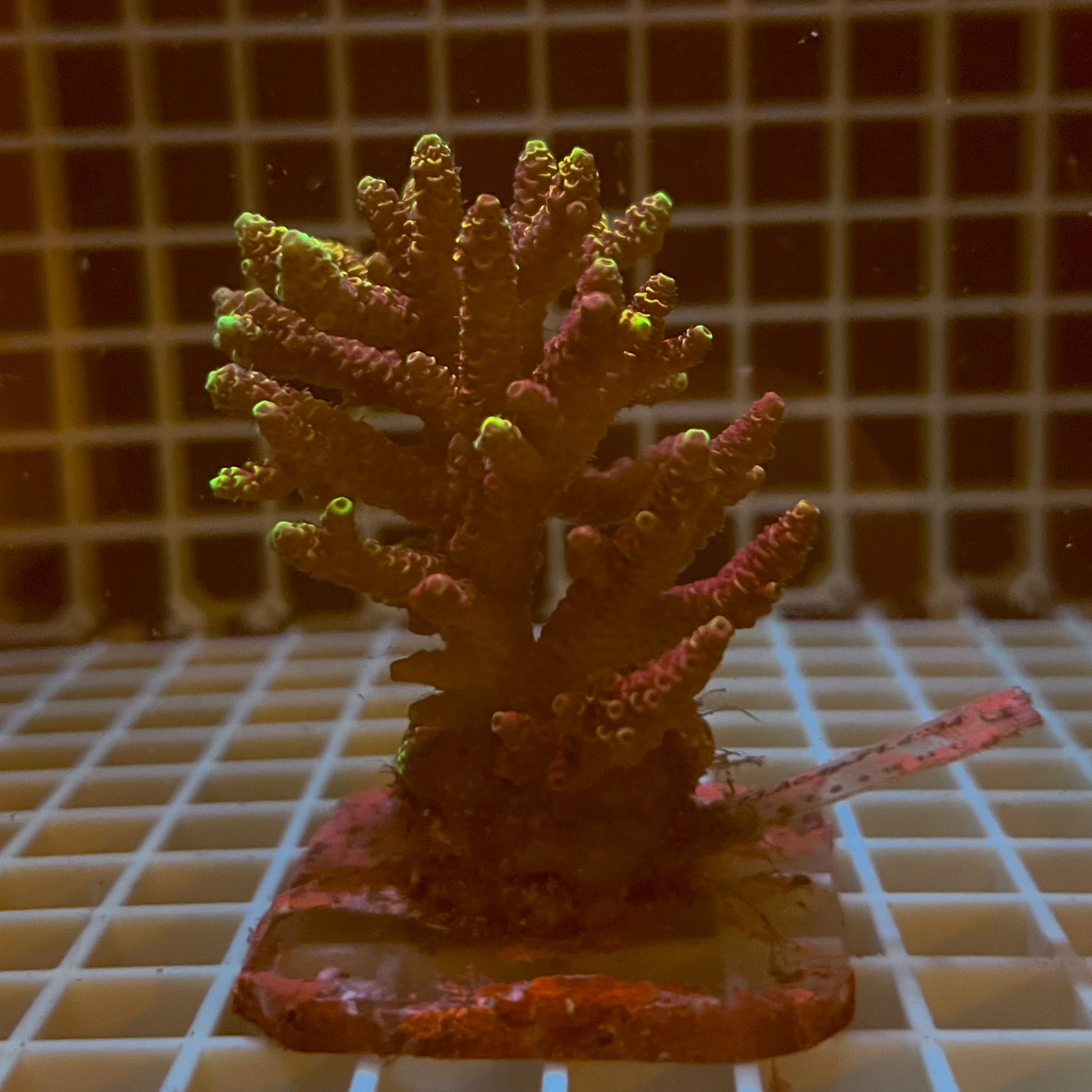 Acropora spp. WYSIWYG3D – Mini Colonia SPS - immagine 2