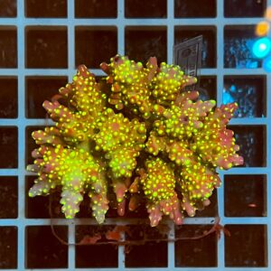 Acropora spp. WYSIWYG4A – Mini Colonia SPS