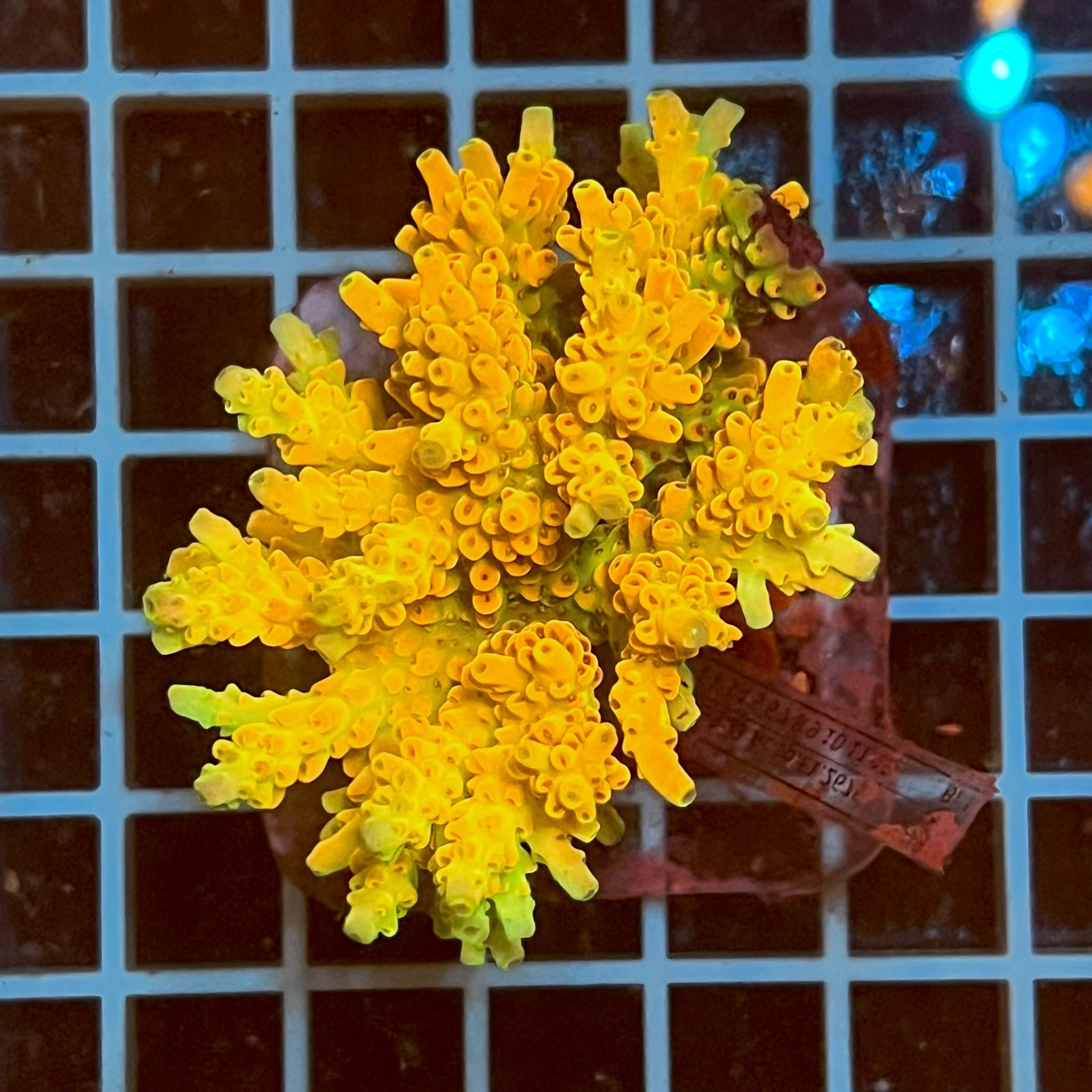 Acropora spp. WYSIWYG4B – Mini Colonia SPS