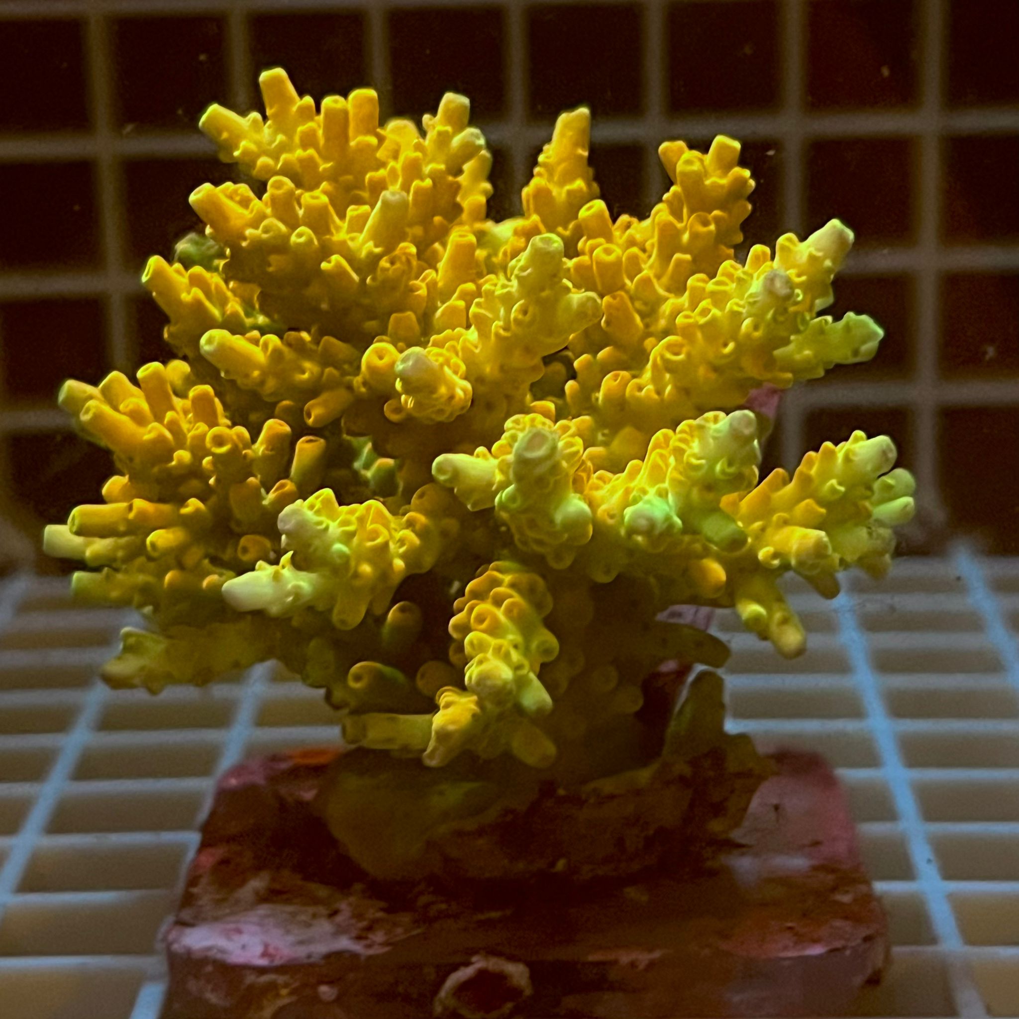 Acropora spp. WYSIWYG4B – Mini Colonia SPS - immagine 2