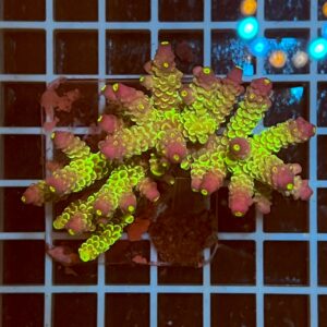 Acropora spp. WYSIWYG4C – Mini Colonia SPS