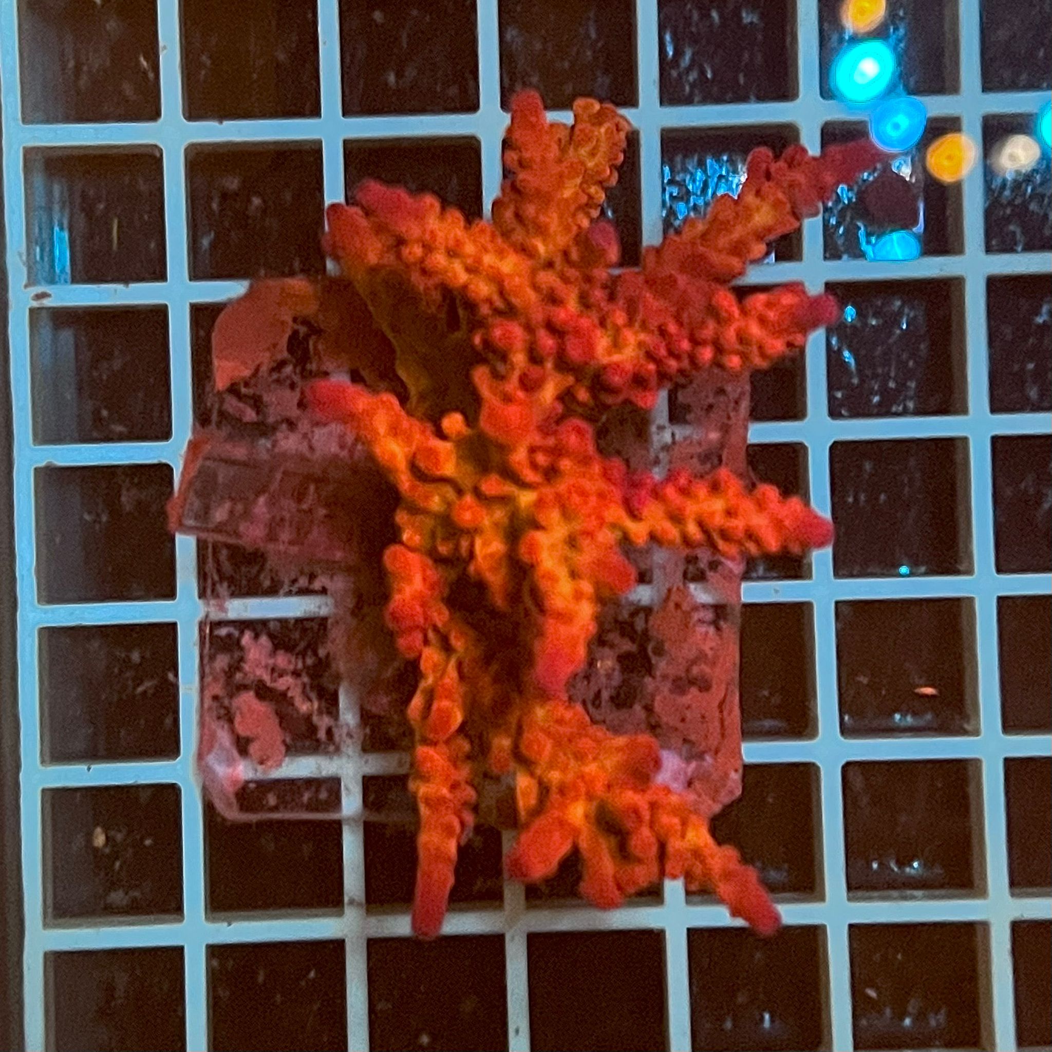 Acropora spp. WYSIWYG4D – Mini Colonia SPS