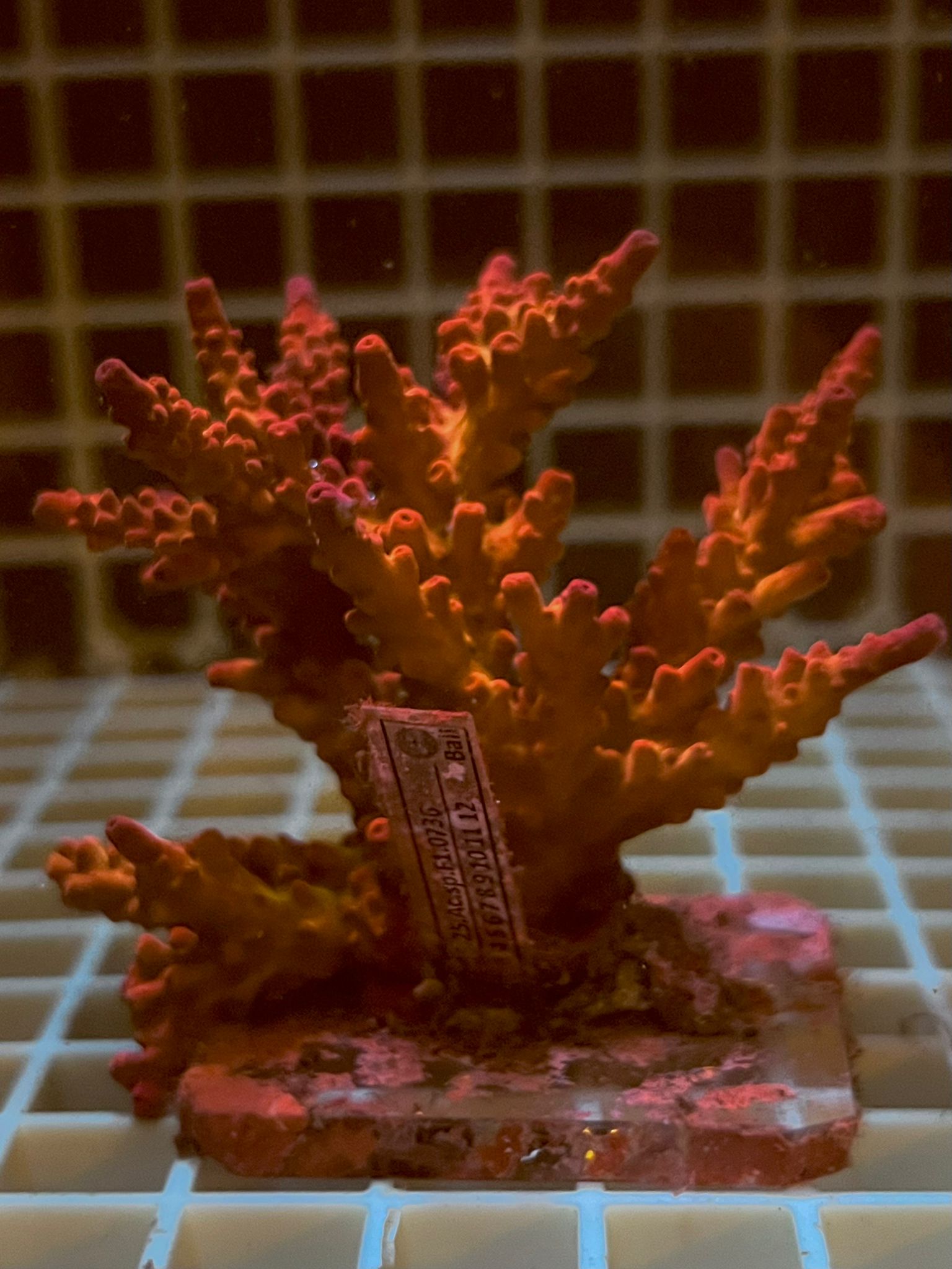 Acropora spp. WYSIWYG4D – Mini Colonia SPS - immagine 2