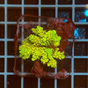 Acropora spp. WYSIWYG5A – Mini Colonia SPS