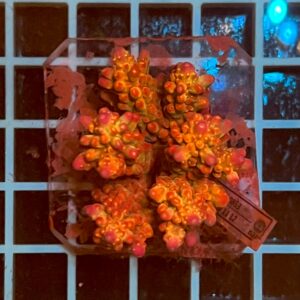 Acropora spp. WYSIWYG5B – Mini Colonia SPS