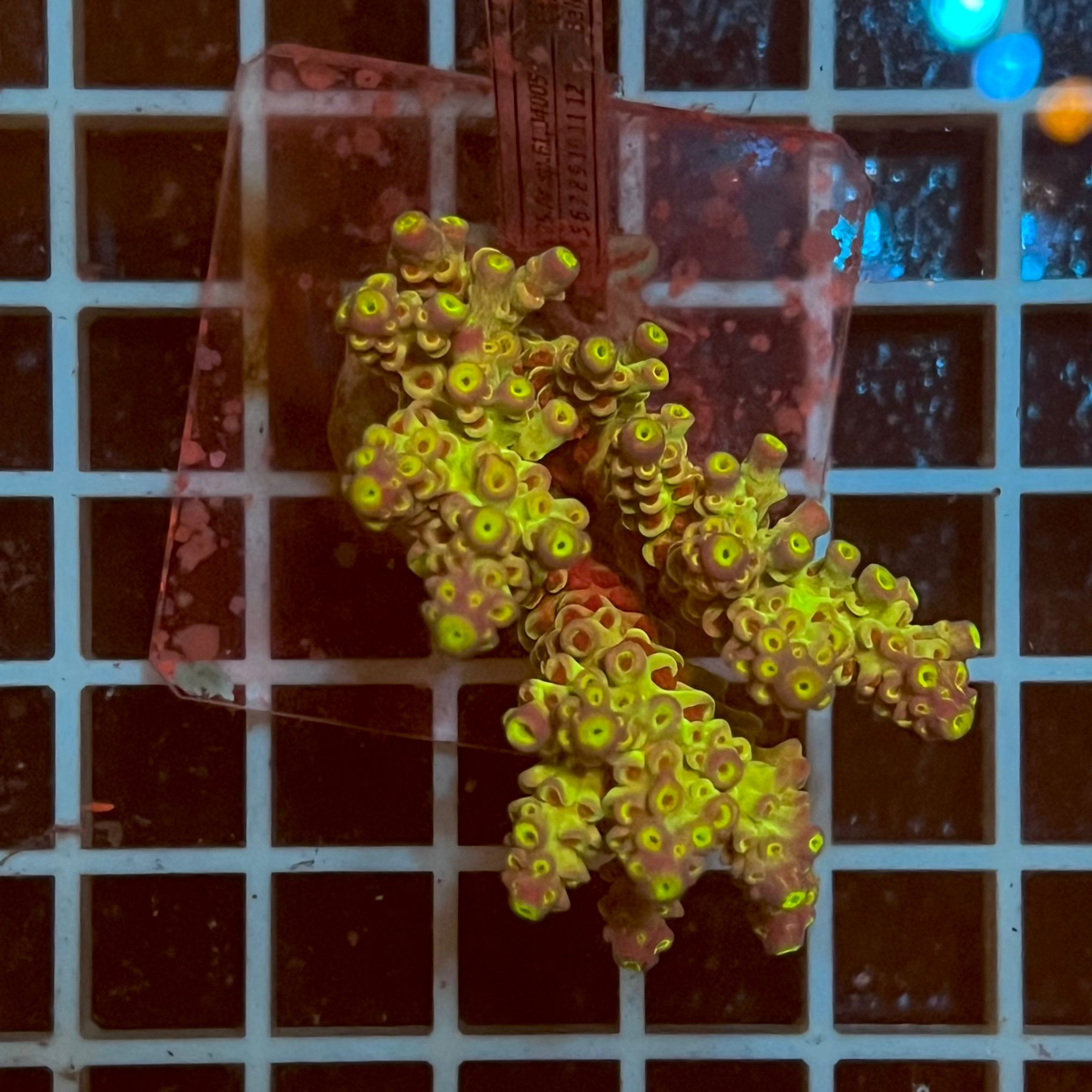 Acropora spp. WYSIWYG5C – Mini Colonia SPS