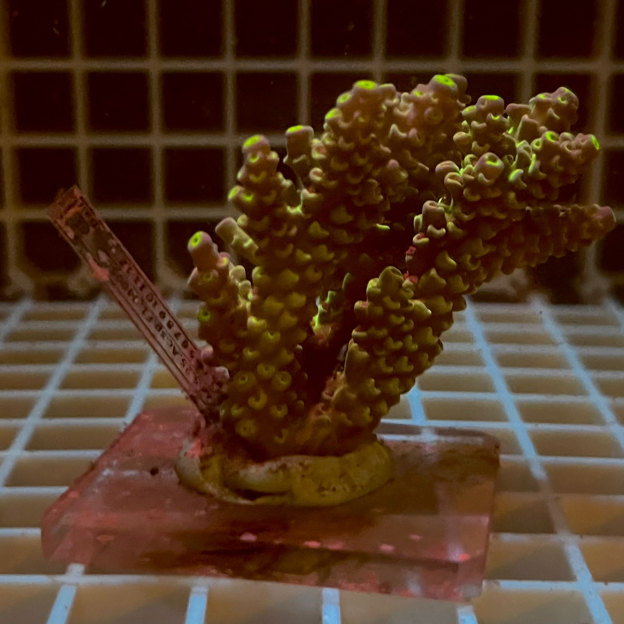 Acropora spp. WYSIWYG5C – Mini Colonia SPS - immagine 2