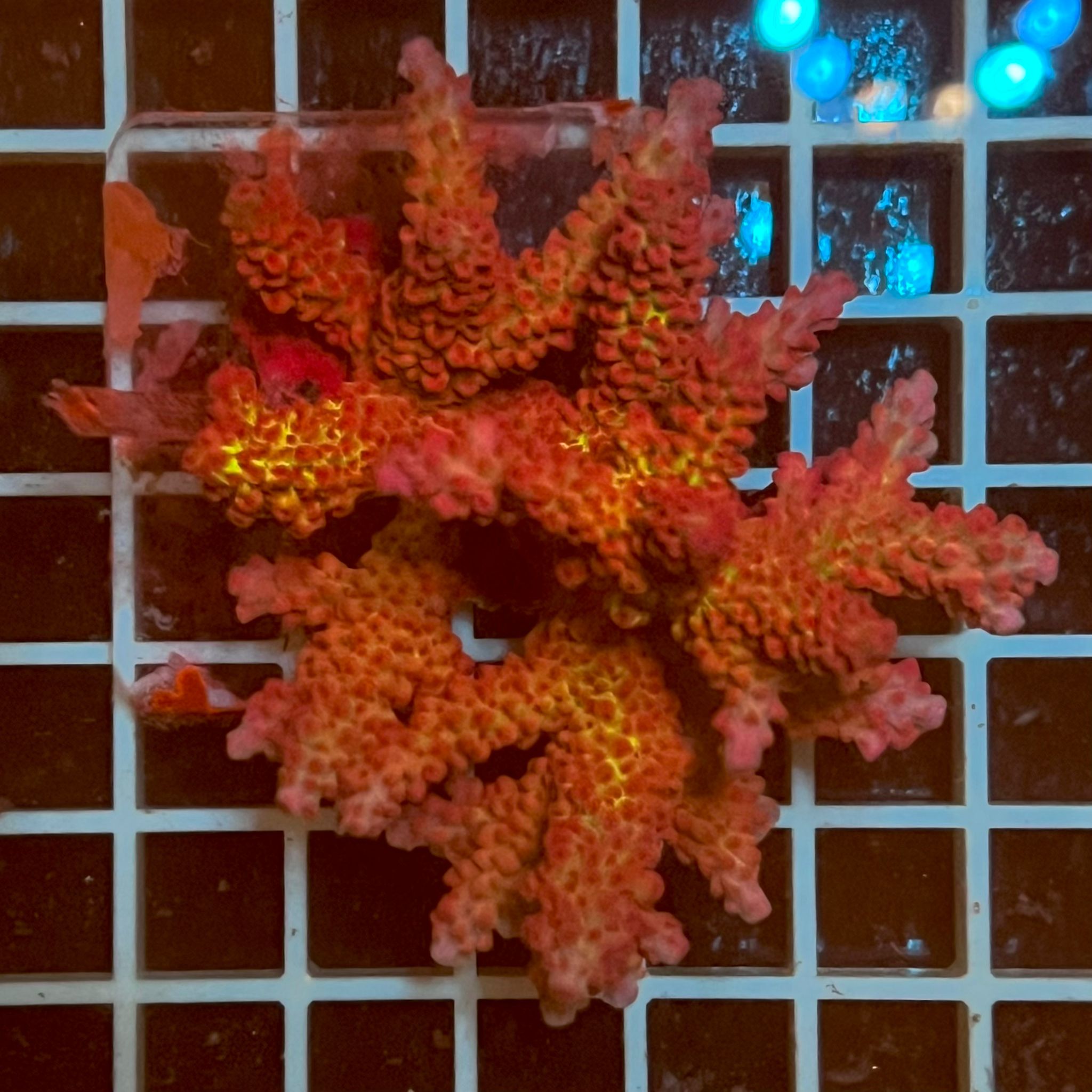 Acropora spp. WYSIWYG5D – Mini Colonia SPS