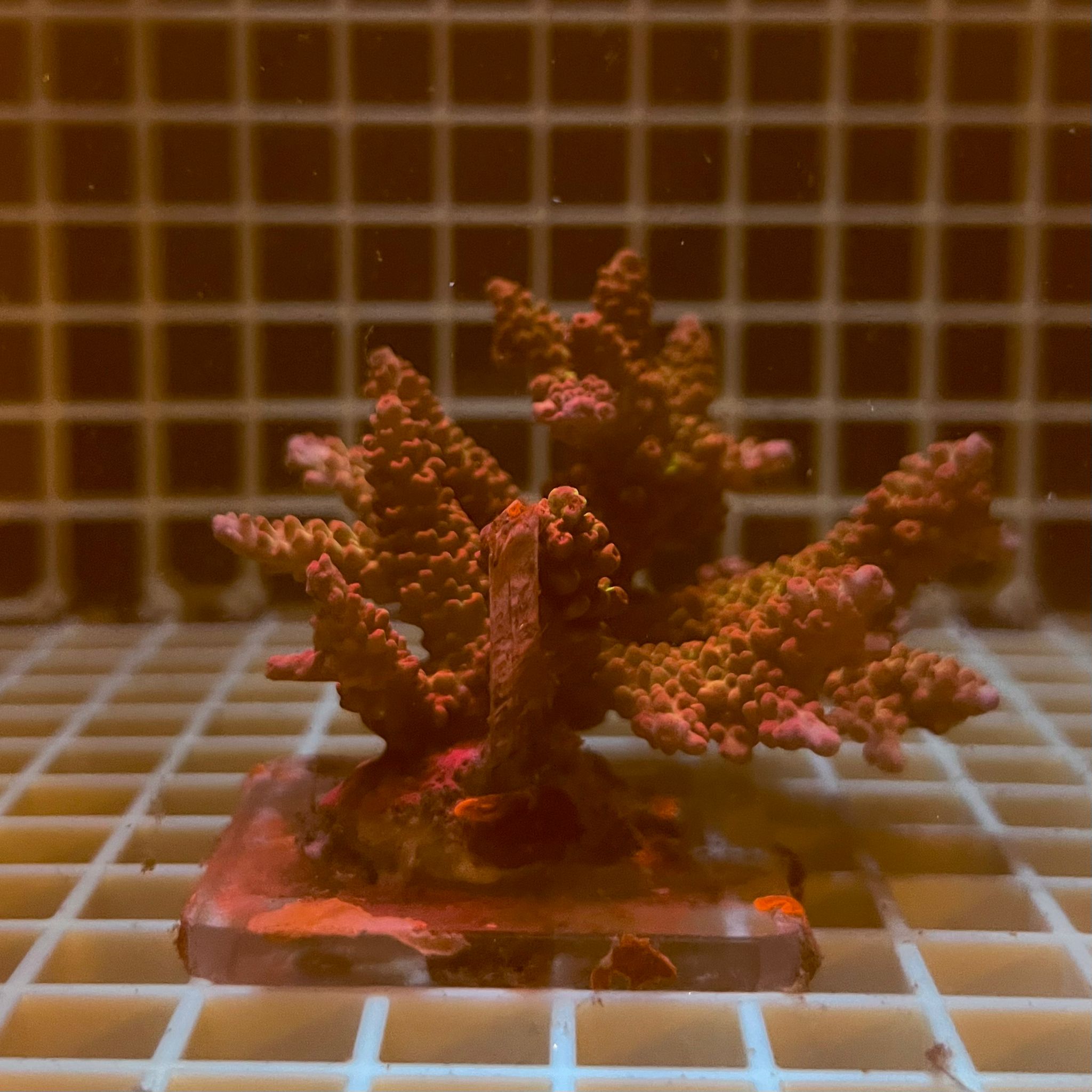 Acropora spp. WYSIWYG5D – Mini Colonia SPS - immagine 2