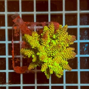 Acropora spp. WYSIWYG6A – Mini Colonia SPS