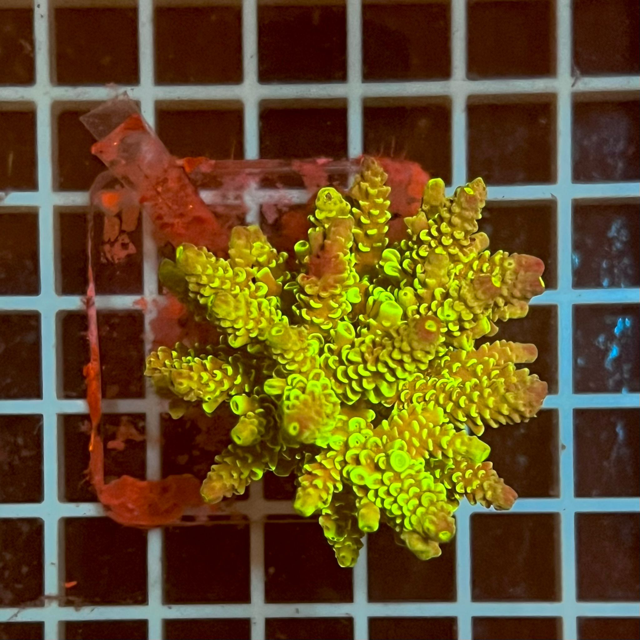 Acropora spp. WYSIWYG6A – Mini Colonia SPS