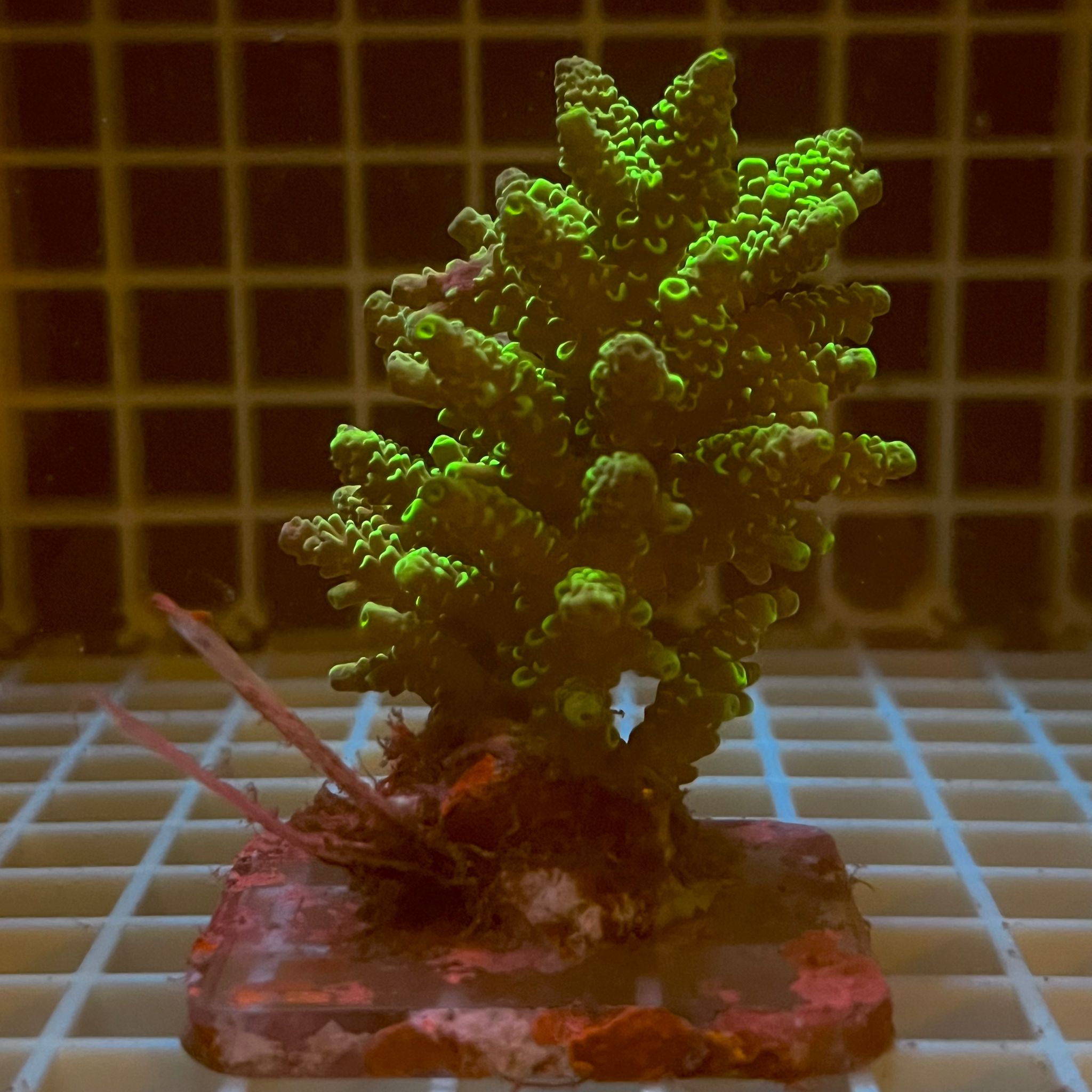 Acropora spp. WYSIWYG6A – Mini Colonia SPS - immagine 2
