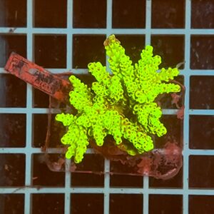 Acropora spp. WYSIWYG6B – Mini Colonia SPS