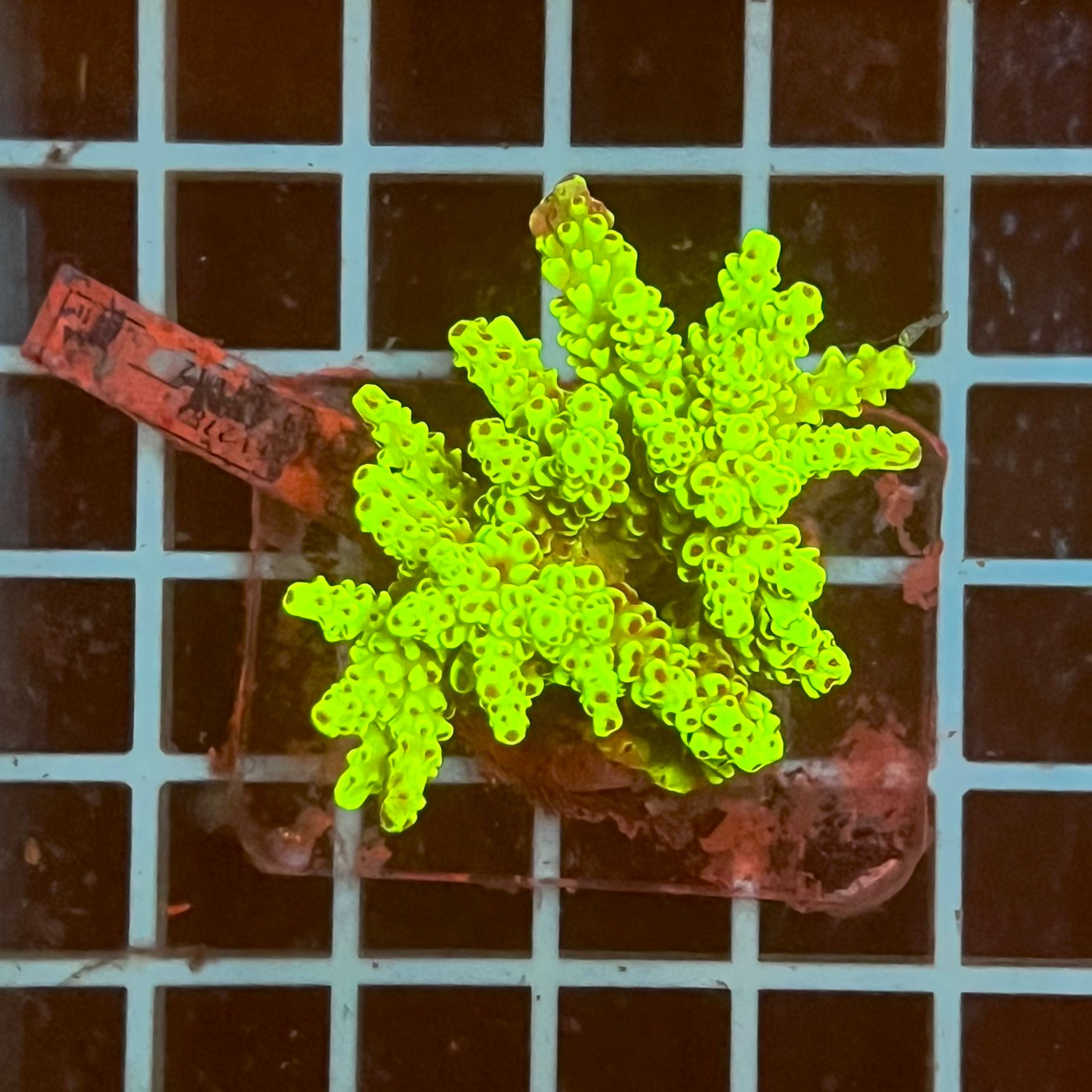 Acropora spp. WYSIWYG6B – Mini Colonia SPS