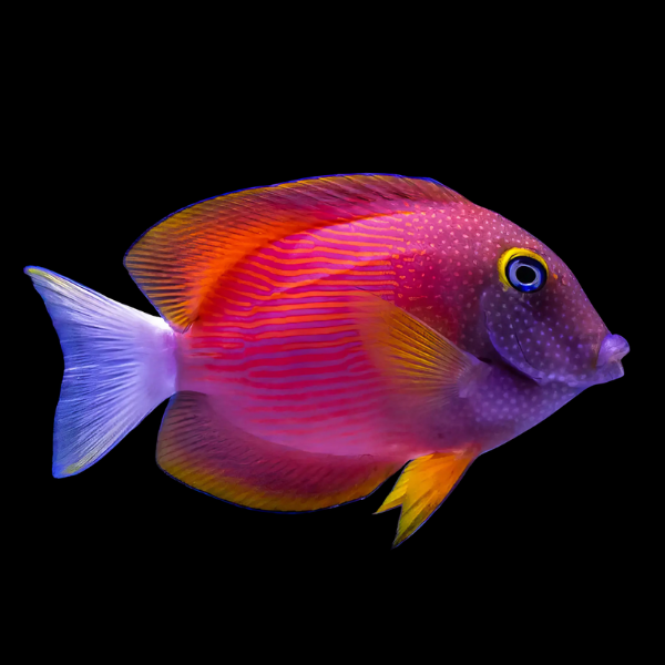 Ctenochaetus flavicauda – Whitetail Bristletooth Tang | Marin Life