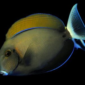 Acanthurus bariene S – Pesce chirurgo black spot | Marin Life