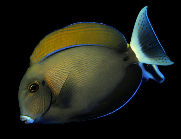 Acanthurus bariene S – Pesce chirurgo black spot | Marin Life