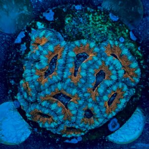 Micromussa lordhowensis WYSIWYG-A12 | Marin Life