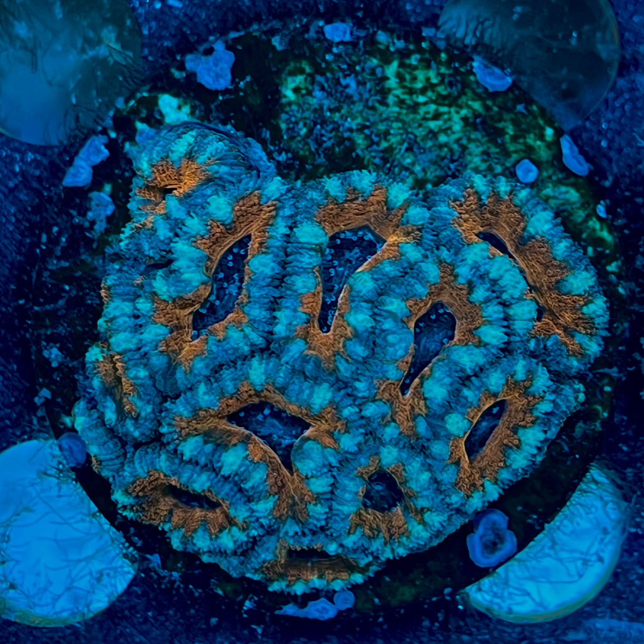 Micromussa lordhowensis WYSIWYG-A12 | Marin Life