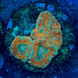 Micromussa lordhowensis WYSIWYG-A14 | Marin Life