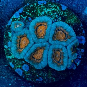 Micromussa lordhowensis WYSIWYG-A15 | Marin Life