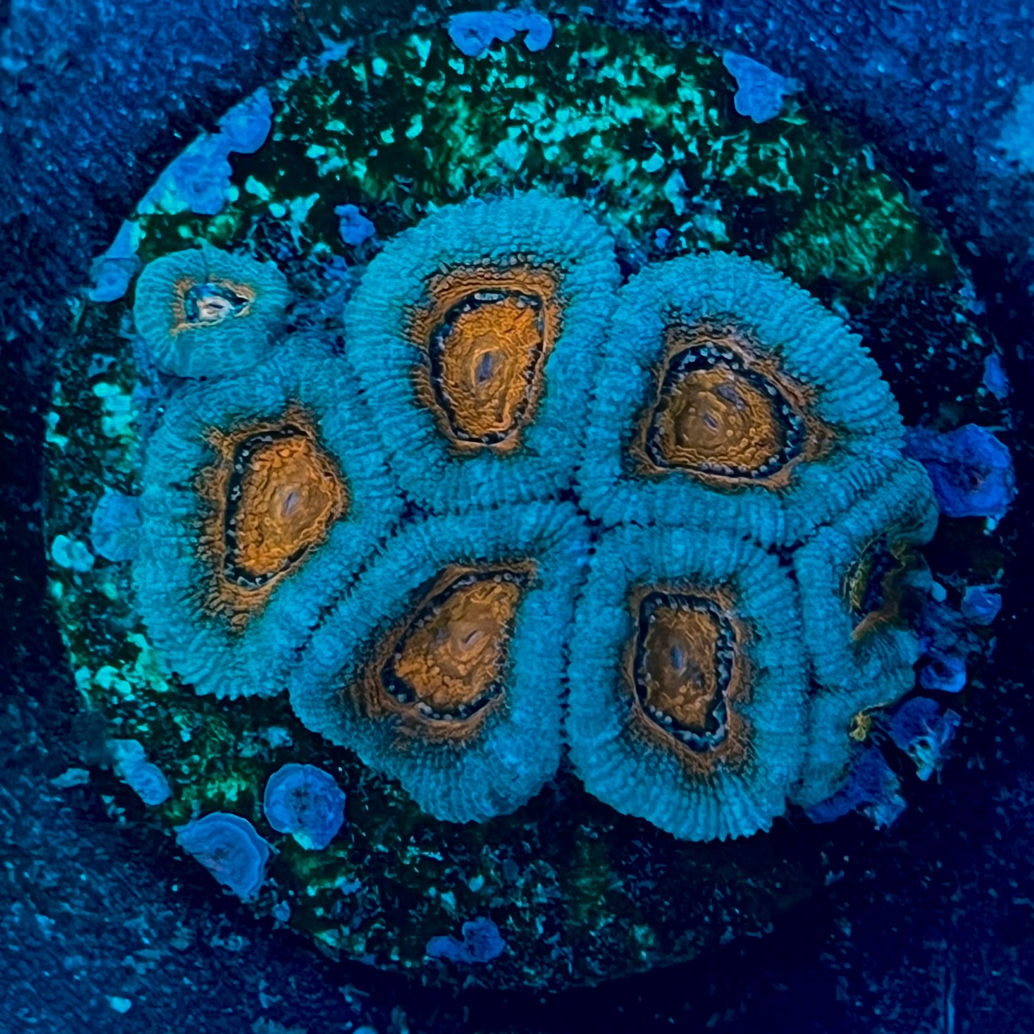 Micromussa lordhowensis WYSIWYG-A15 | Marin Life