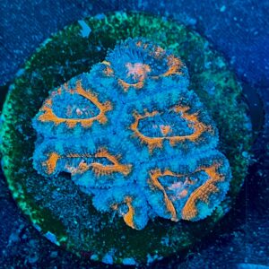 Micromussa lordhowensis WYSIWYG-D12 | Marin Life